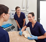 Veterinarian and technician undergoing dental treatment training