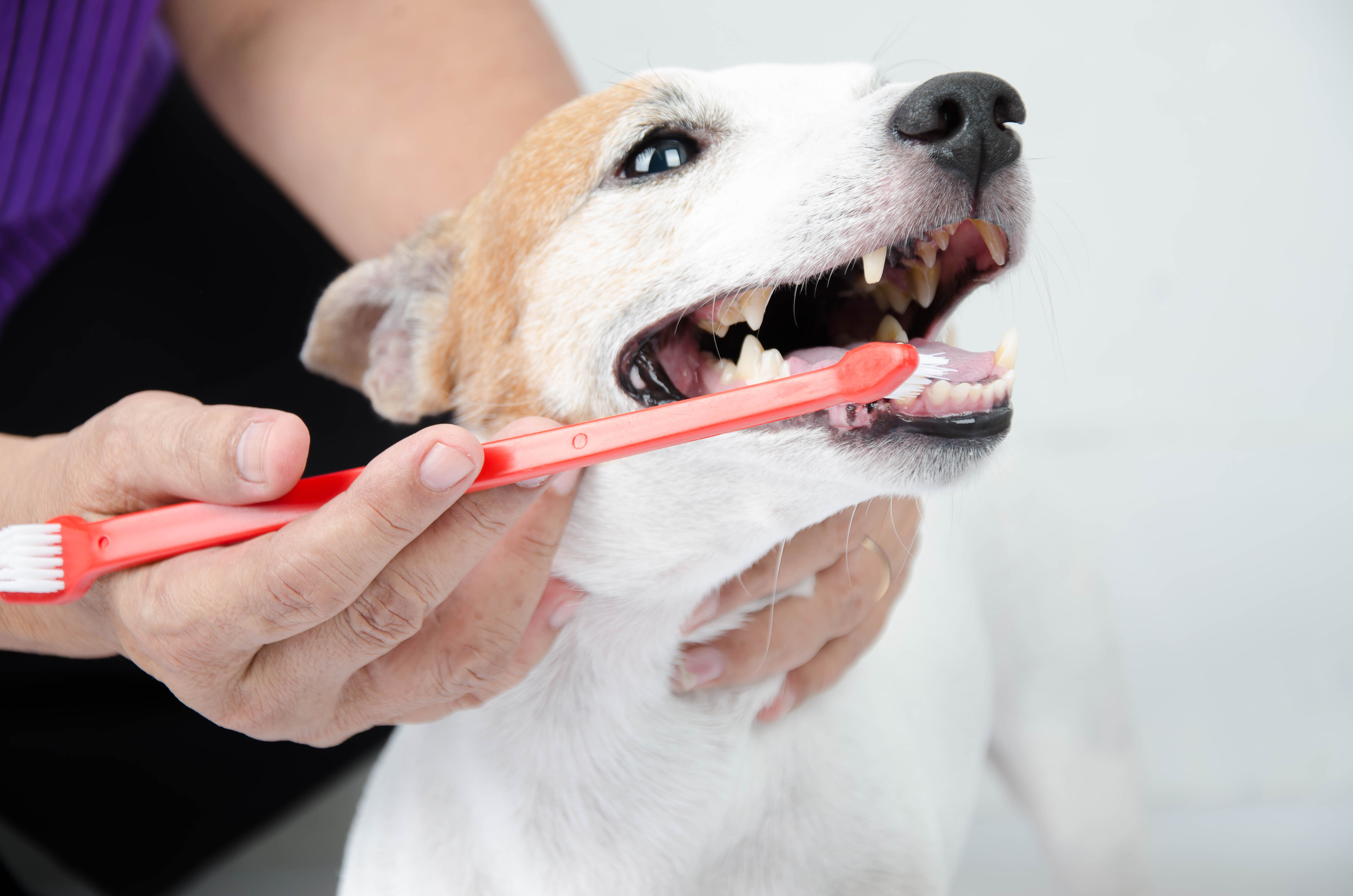 3 Pitfalls of Pet Dental - Small dog tooth brush
