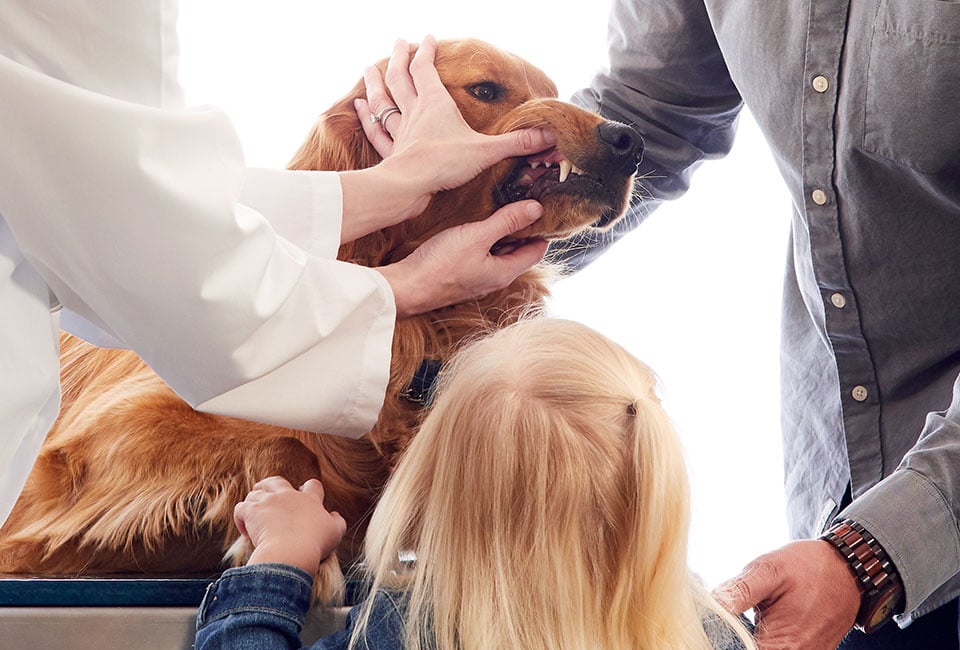 Beyond Hardware: 6 Questions to Help You Choose the Right Dental Imaging Solution