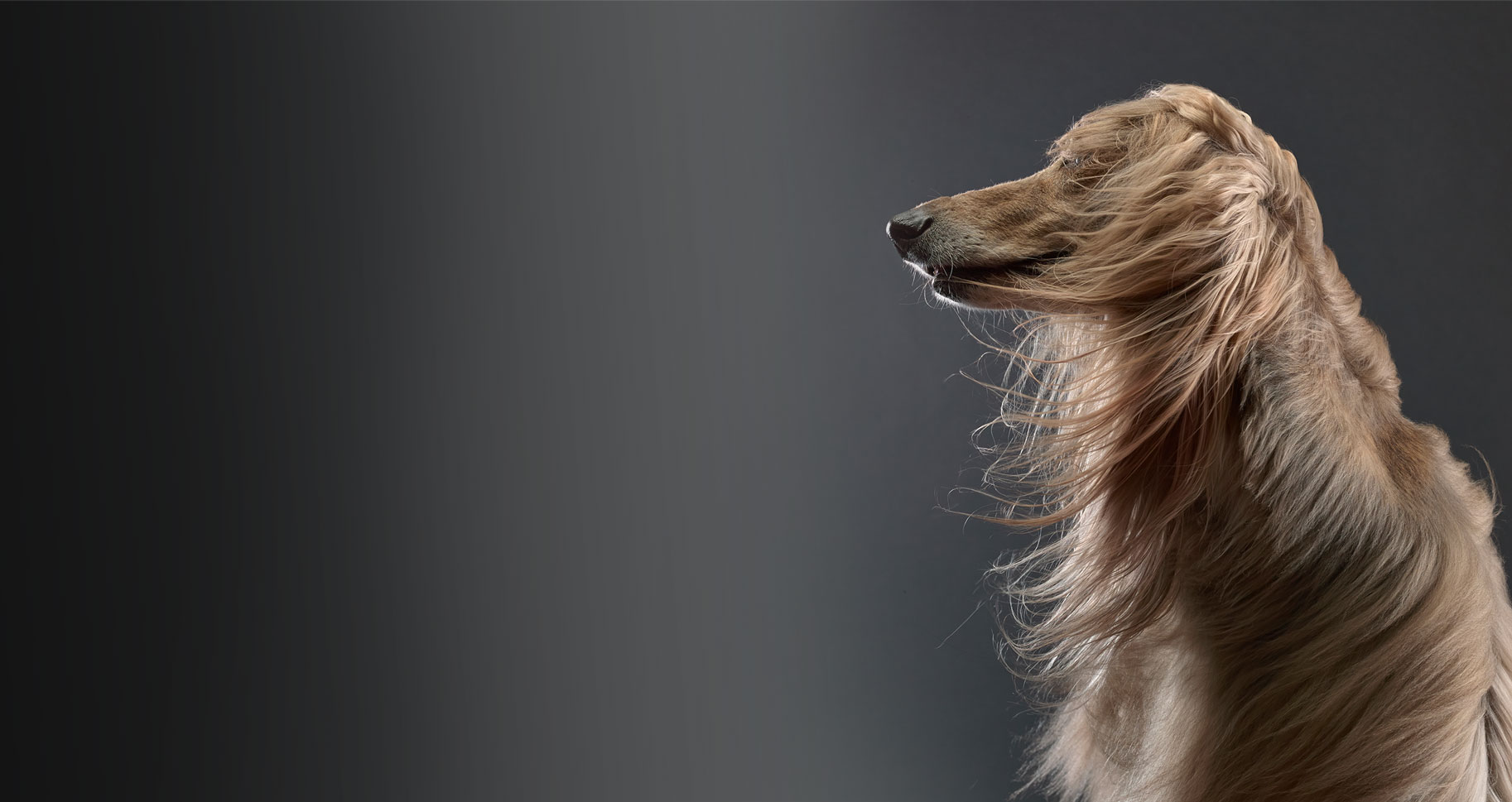 pantene-dog-desktop