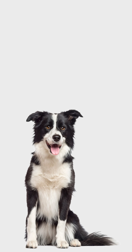 bordercollie