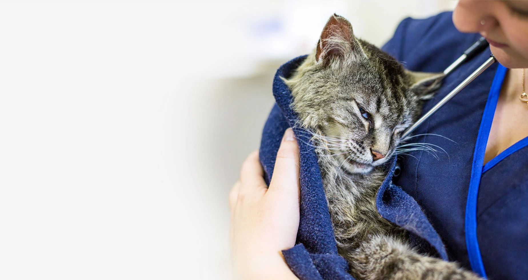 vet holding a cat