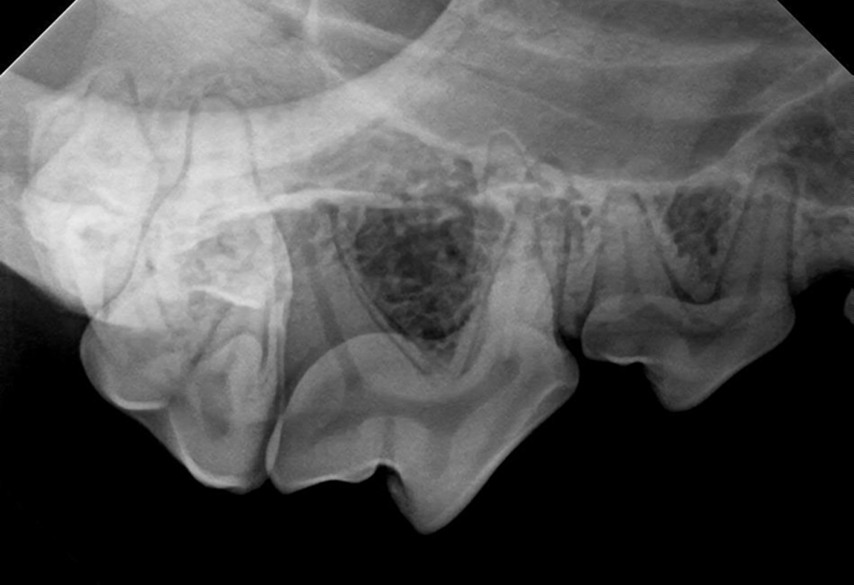 dr-sensor-x-ray-1