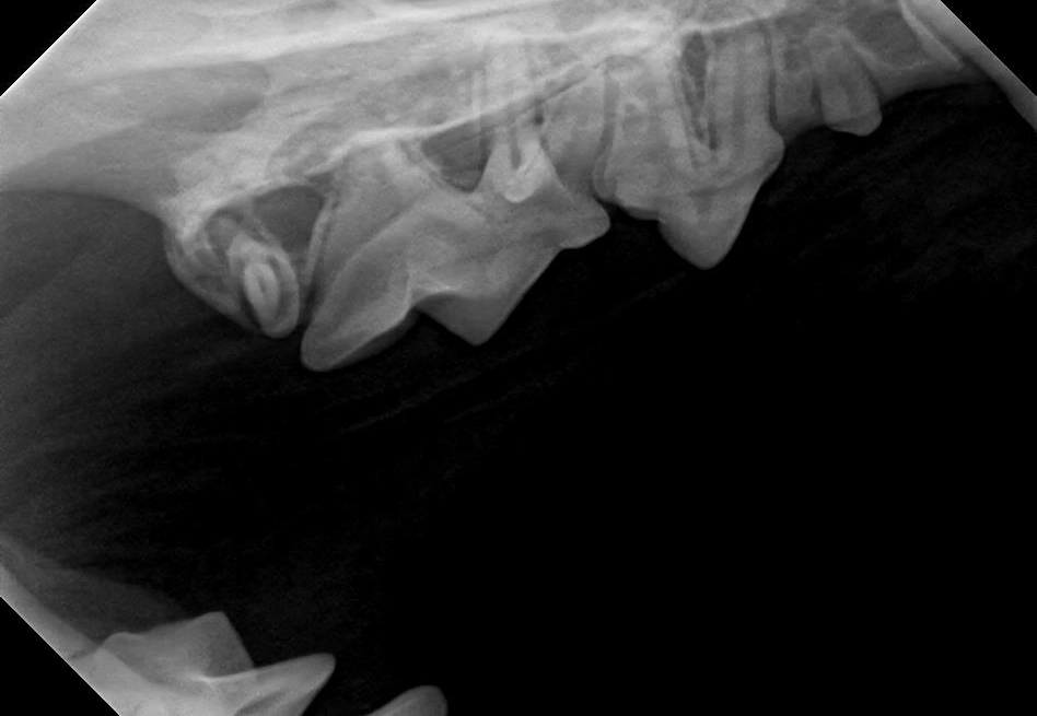 dr-sensor-x-ray-2