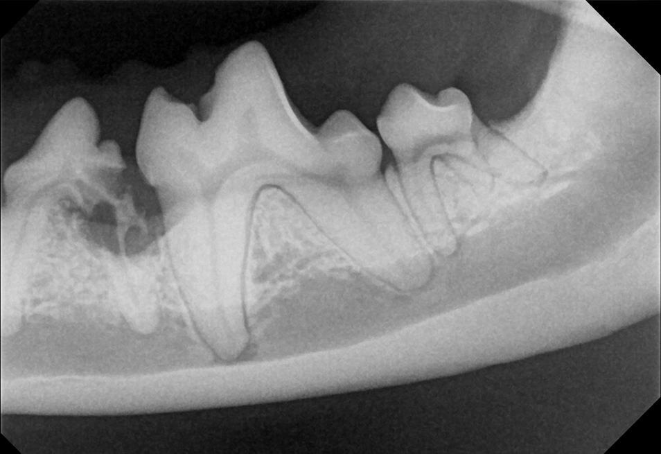 dr-sensor-x-ray-3