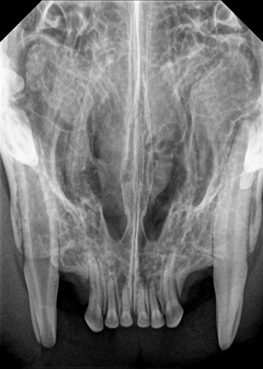 dr-sensor-x-ray-4