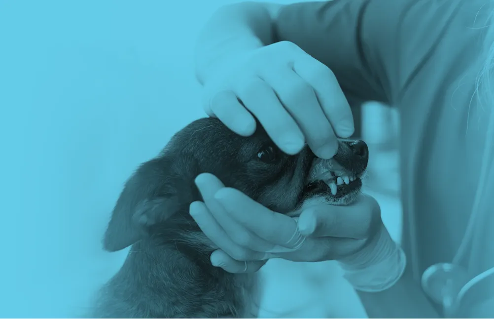 Imaging training on an animal skull