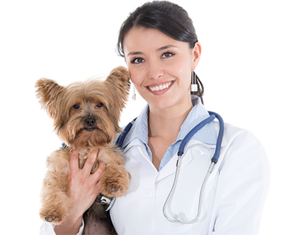 Midmark Academy Dental Nerve Block Add-on Lab