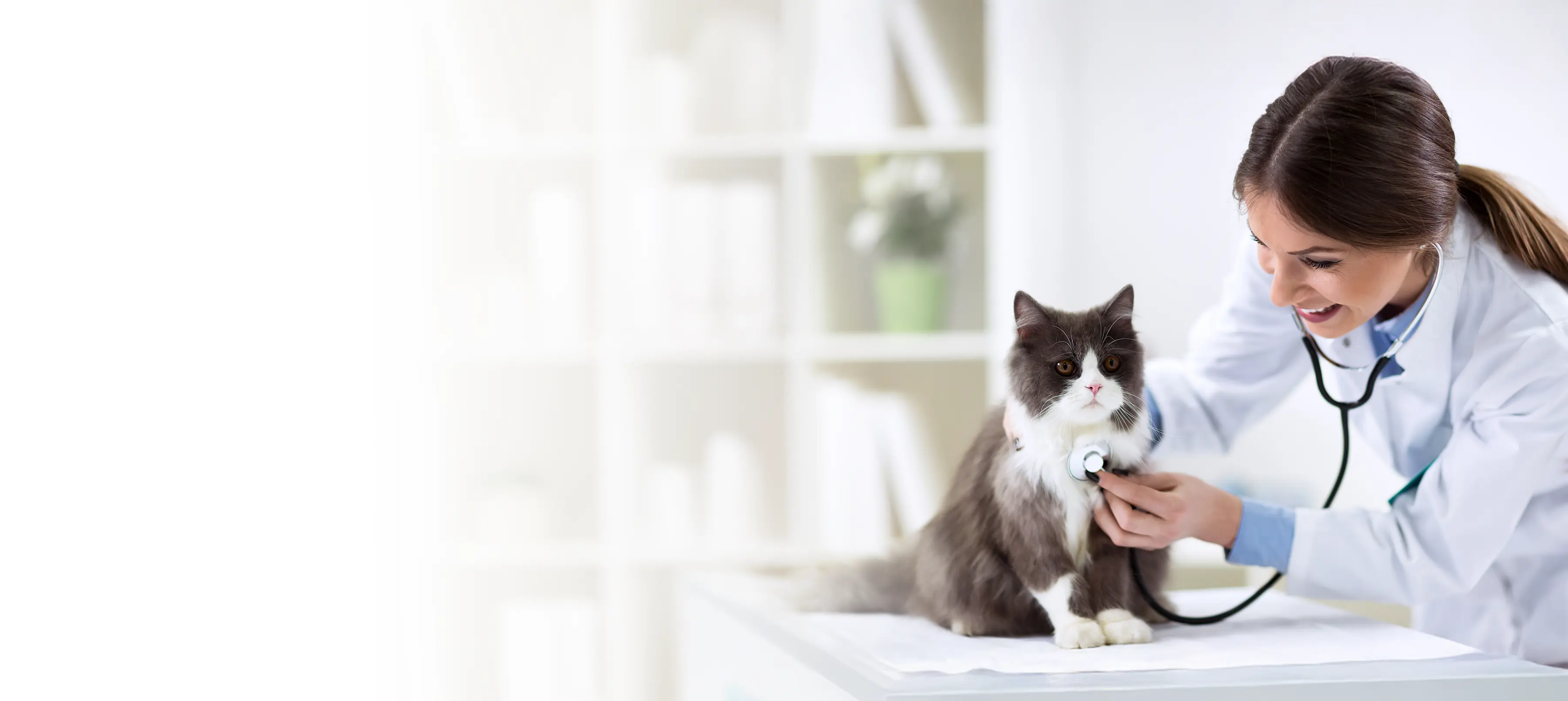Veterinarian checking feline's vitals