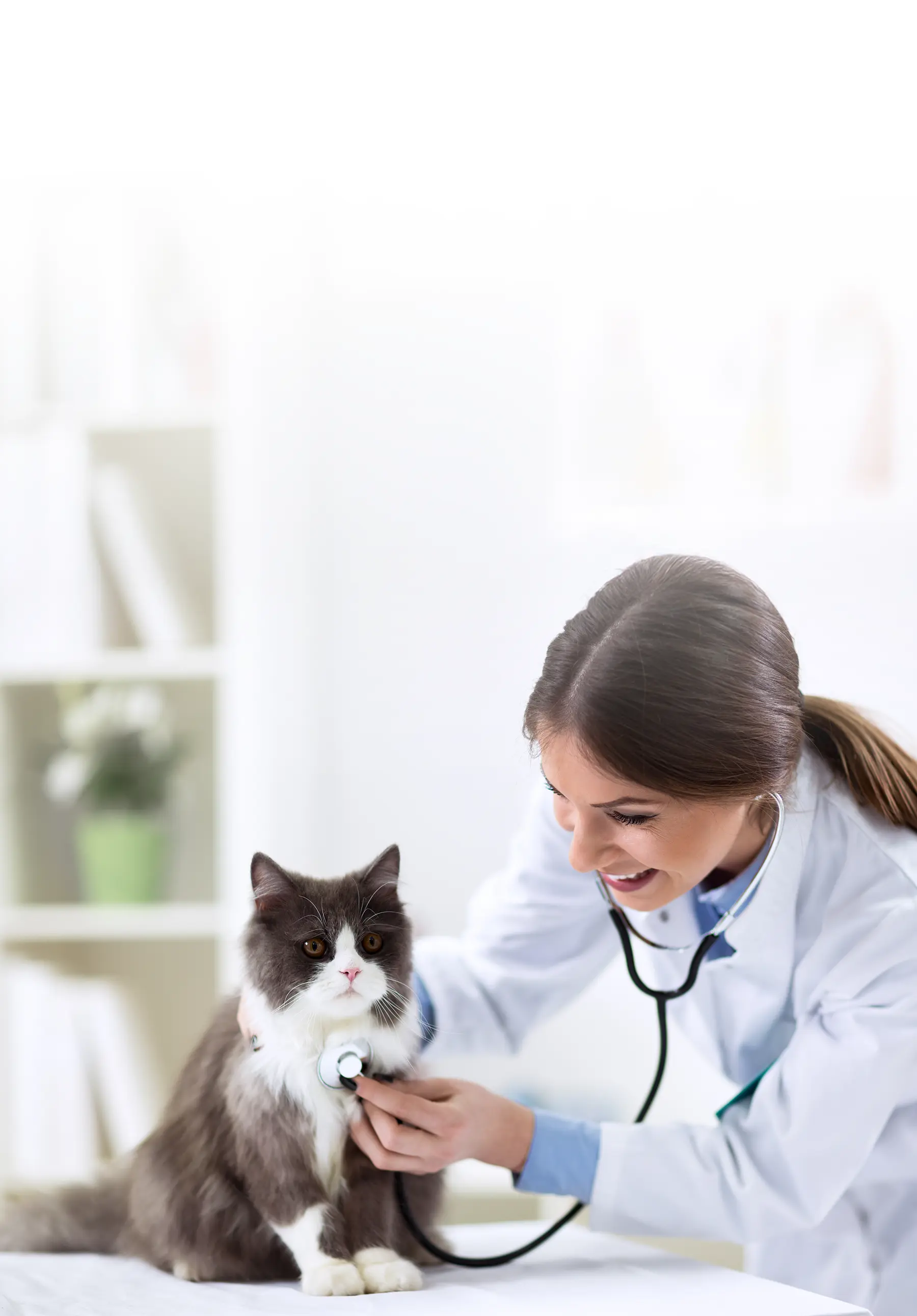 Veterinarian examining a feline's vitals
