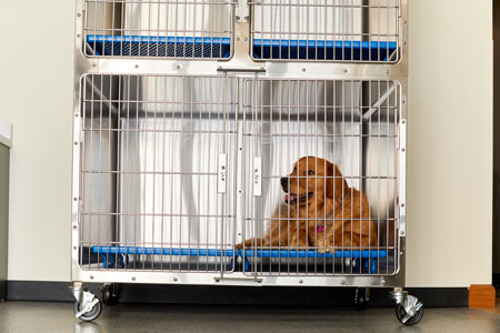 Animal_A3-A_Kennel_1346