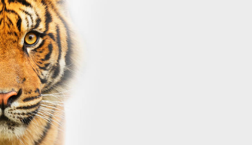 Midmark Offers “THE EDGE” Animal Health Promotion