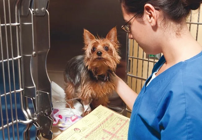 ss-cage-bank-action-4-Photoroom