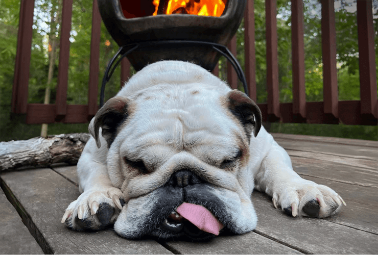 Animal Housing + Grooming Catalog