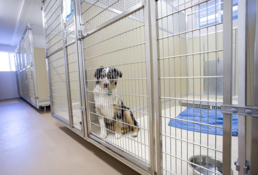 UltraBase Above Floor Kennels 1