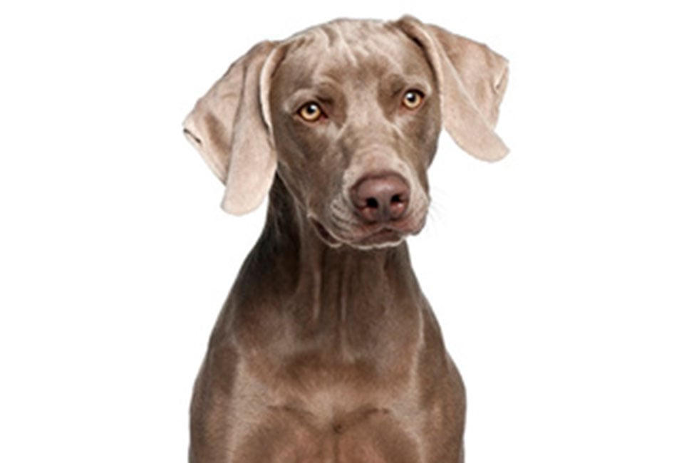 Midmark 255 LED Procedure Light 