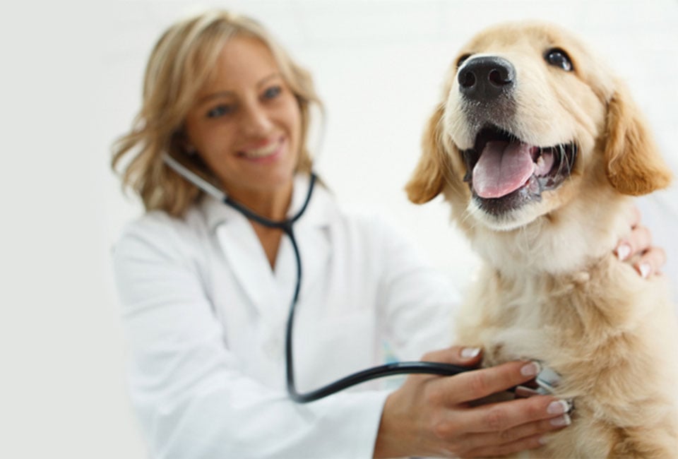 2016 Animal Health Matrx® Anesthesia Service Parts Guide