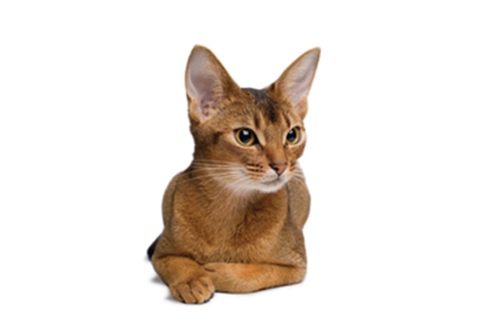 Animal Health Instrument Processing