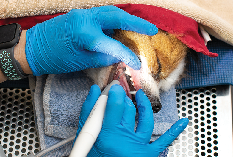 Veterinarian cleaning canine teeth