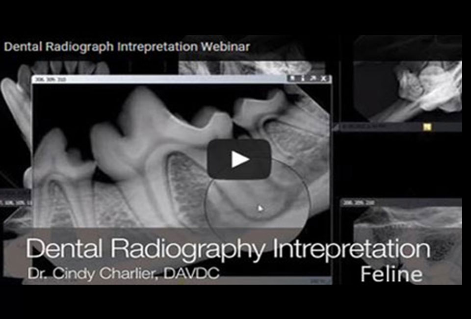 Interpretation of Feline Radiographs