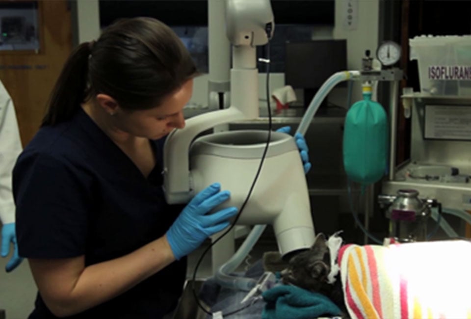 Dental Radiography Positioning Lab