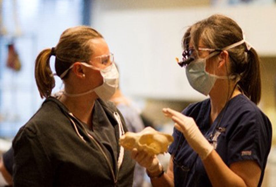 Regional Anesthetic Dental Blocks Lab 