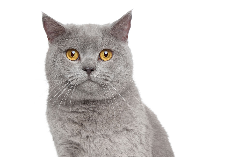 Gray cat on plain white background