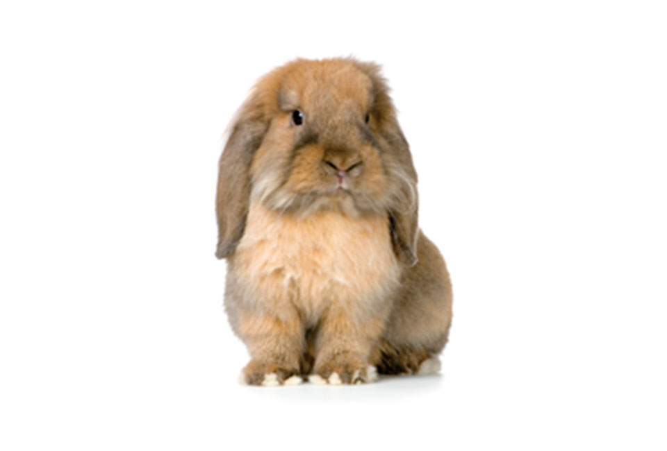 Rabbit on white background