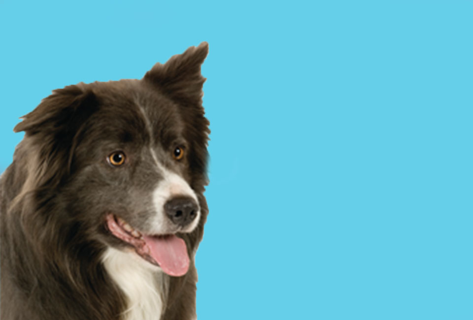 Animal Health YouTube Channel