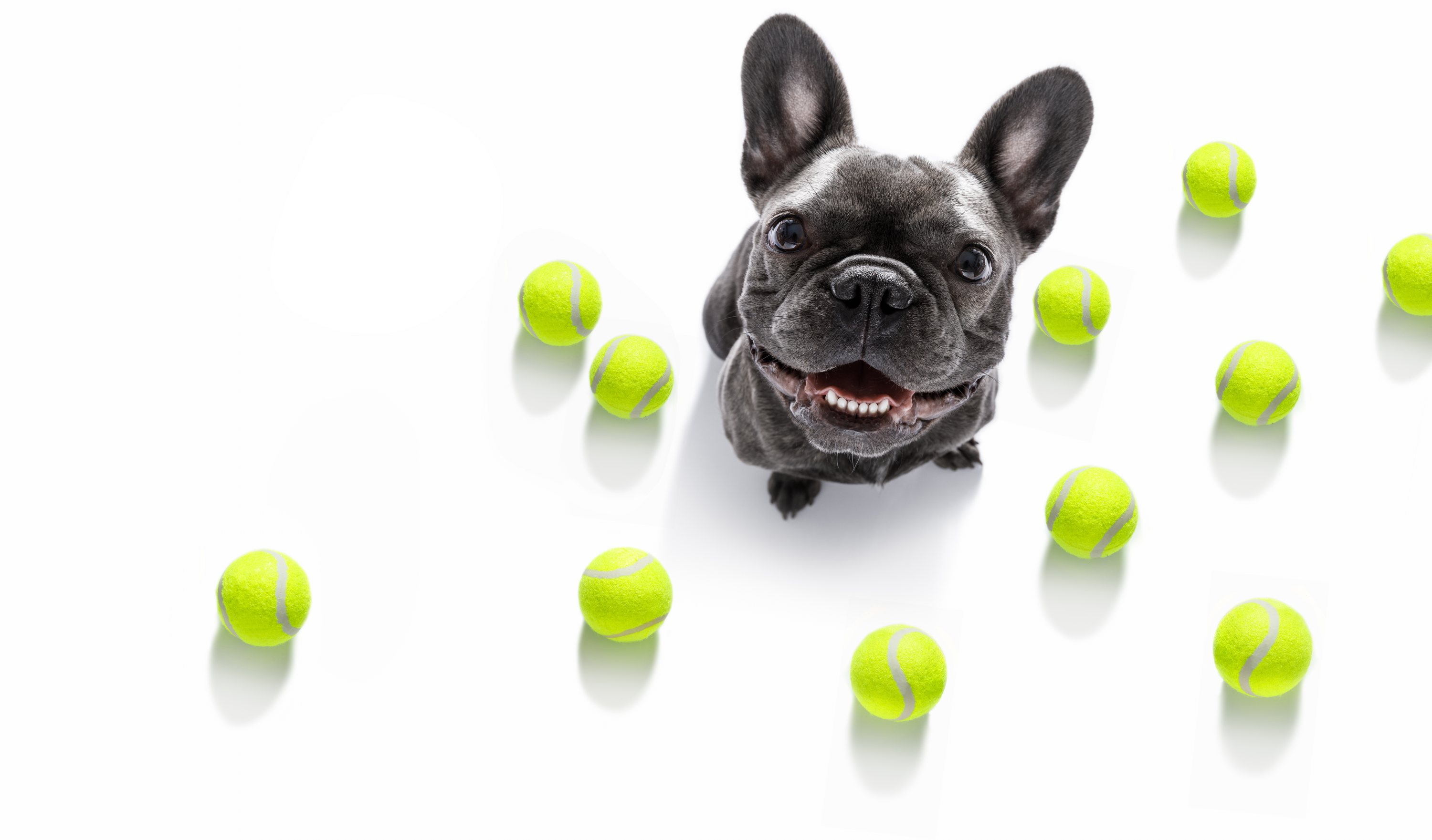 Midmark launches “More” 2020 veterinarian and veterinary facility promotion