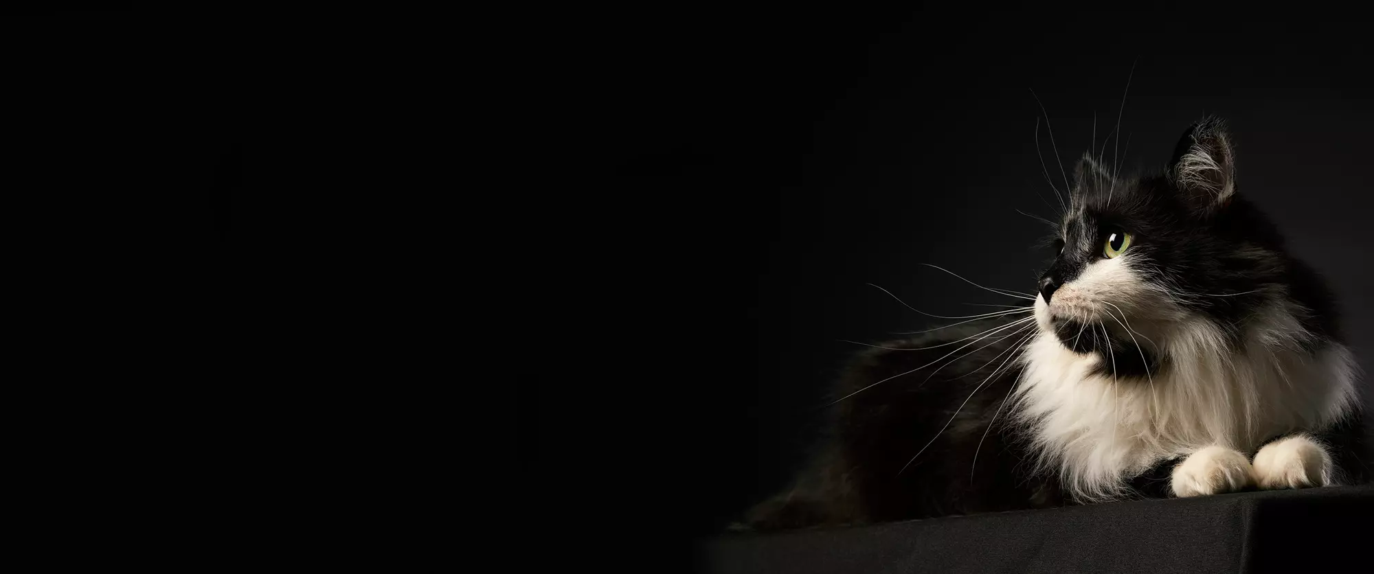 black and white cat