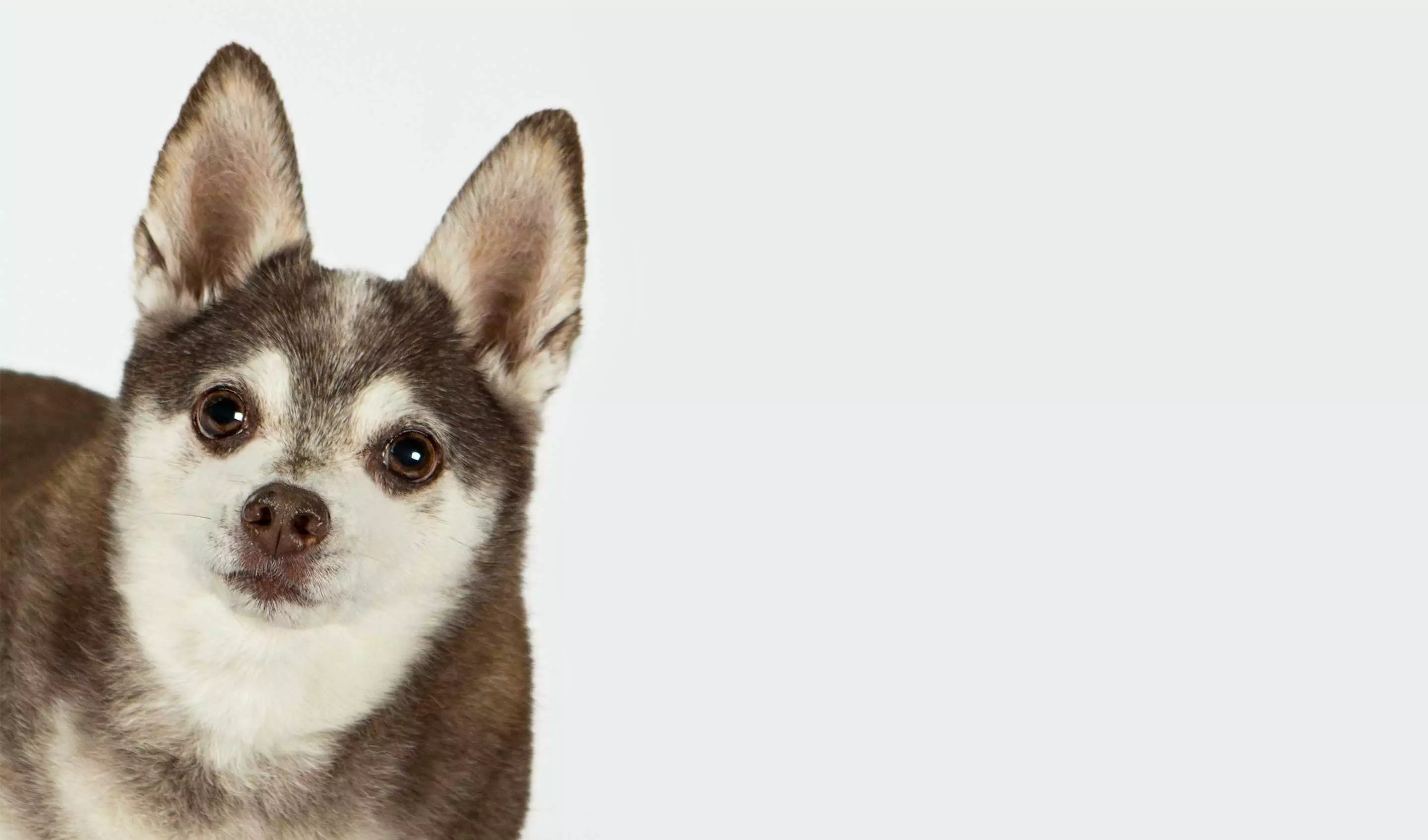 brown and white dog looking at the camera