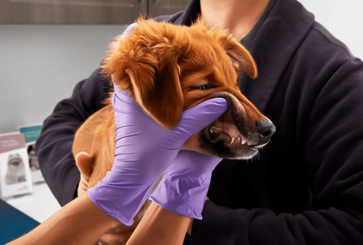 Why Scaling, Polishing, Probing + Charting Training Matters