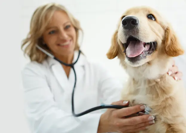vet listening to dogs heartbeat