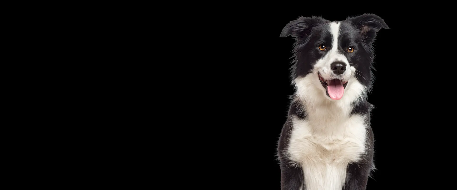 border collie on black background