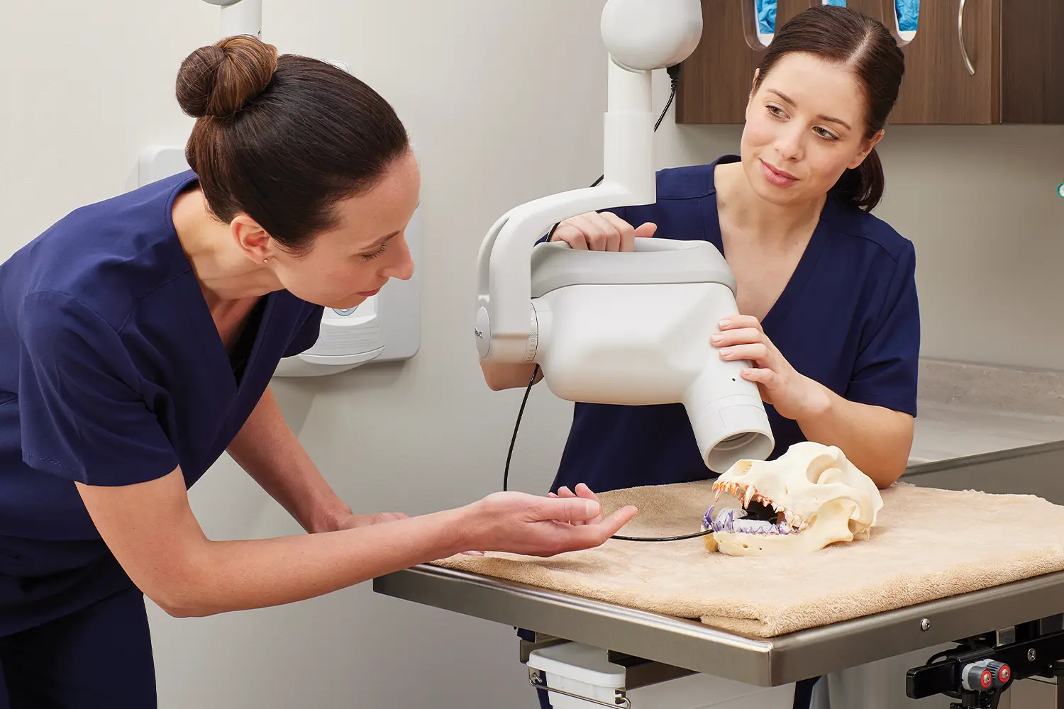 Imaging training on an animal skull