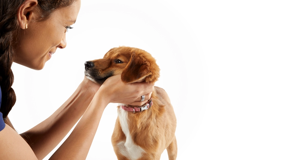 vet looking at dog
