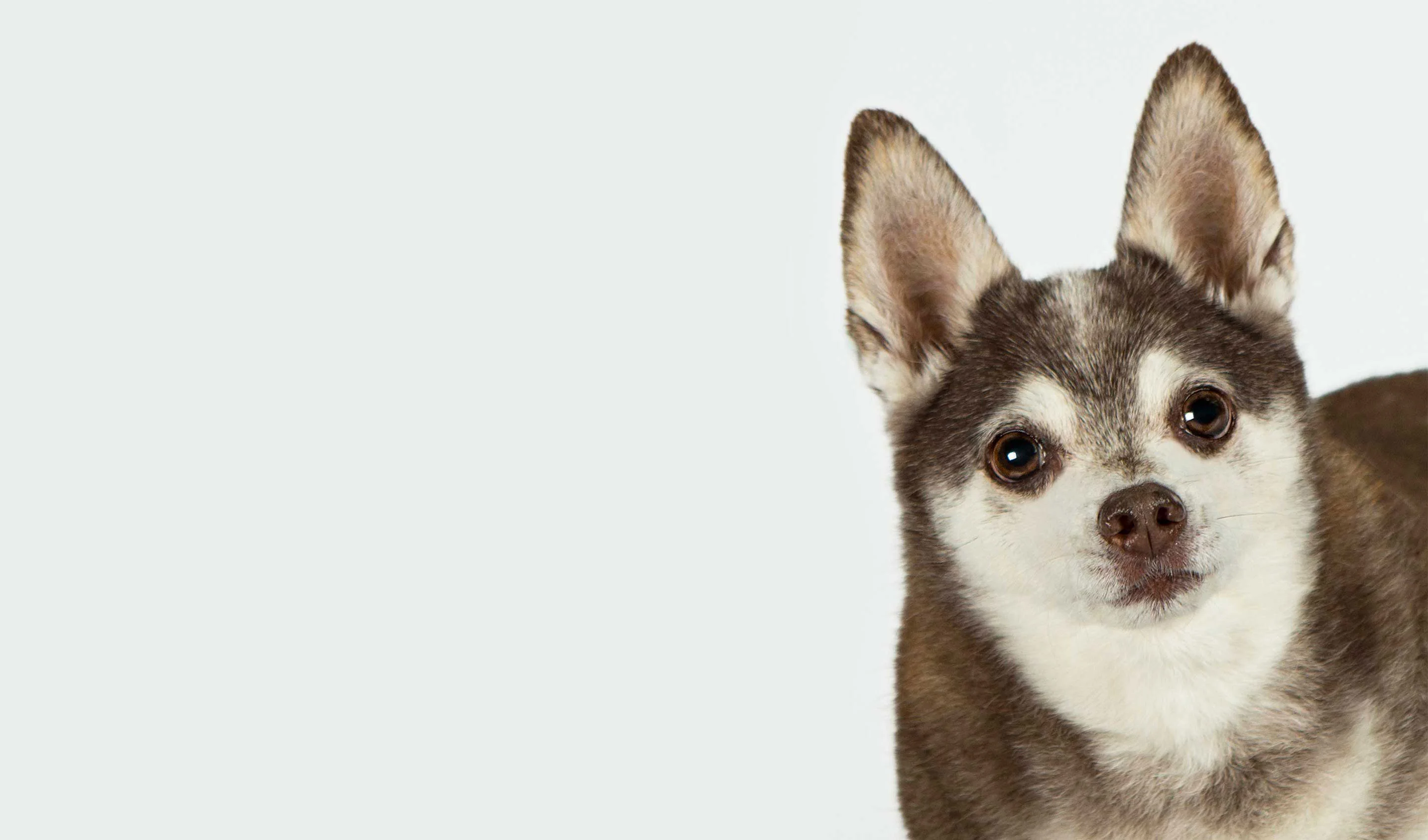 chihuahua on white background