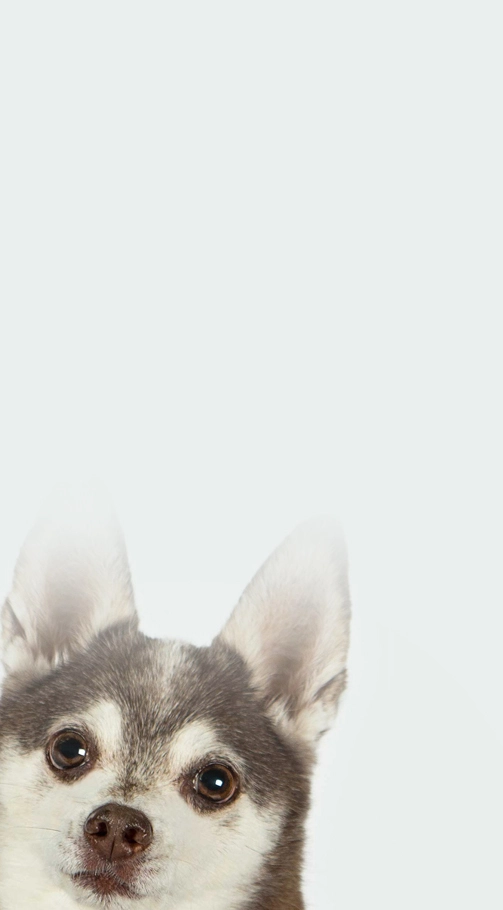 danelle the dog on white background
