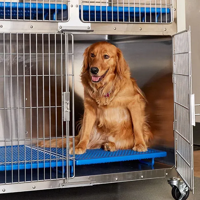 dog sitting in midmark cage bank