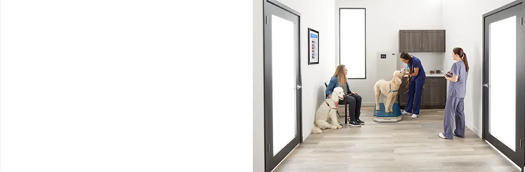 veterinary assistants weighing dog in vet's office waiting room