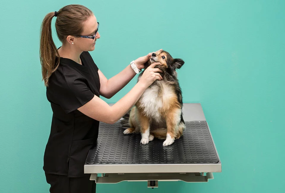 animal-health-folding-exam-table-pic2