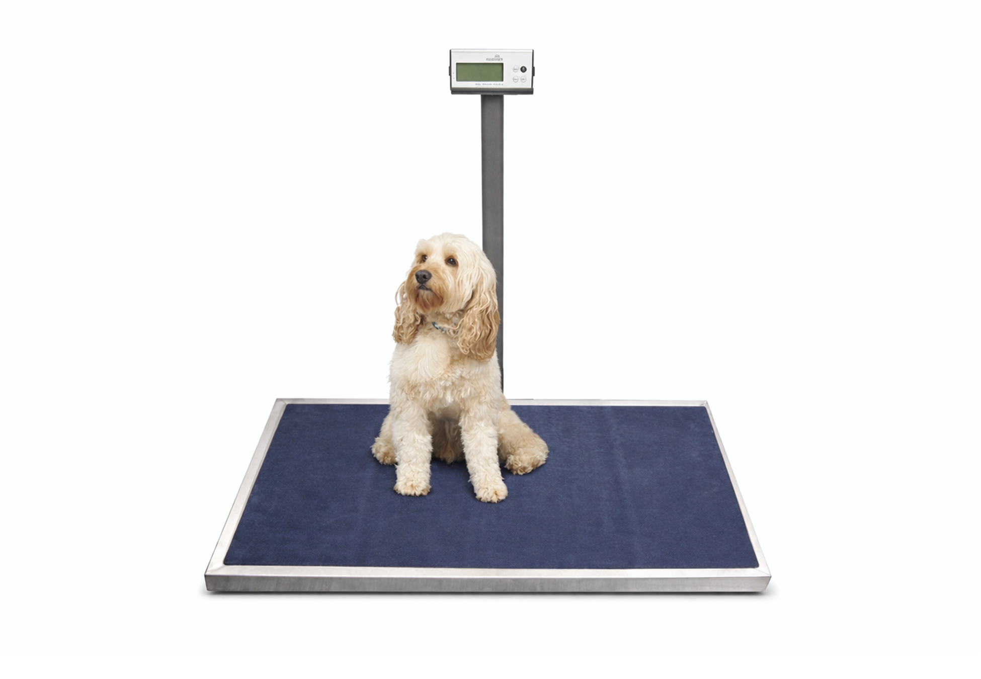 midmark-platform-scale