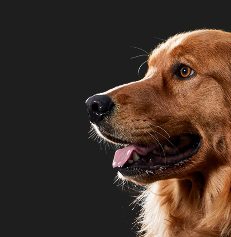dog on black background