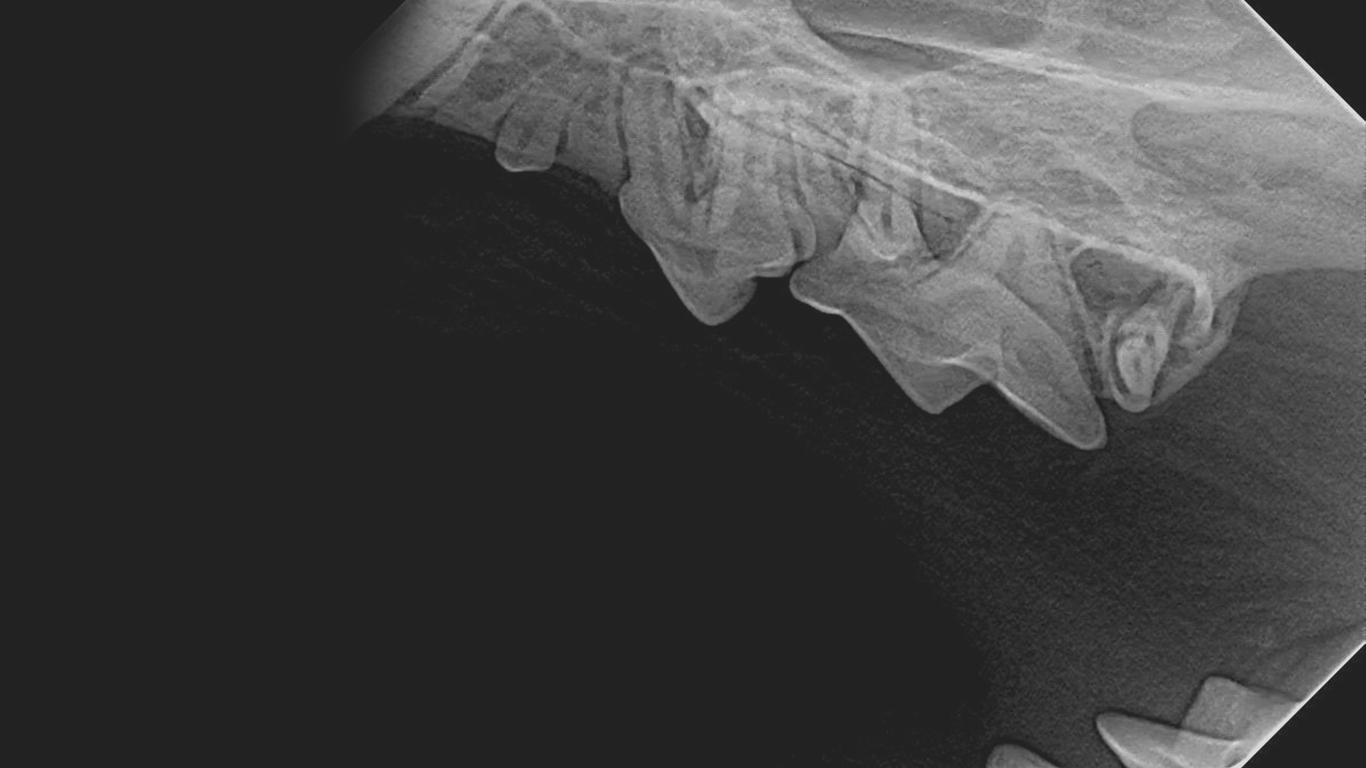 Animal Radiograph