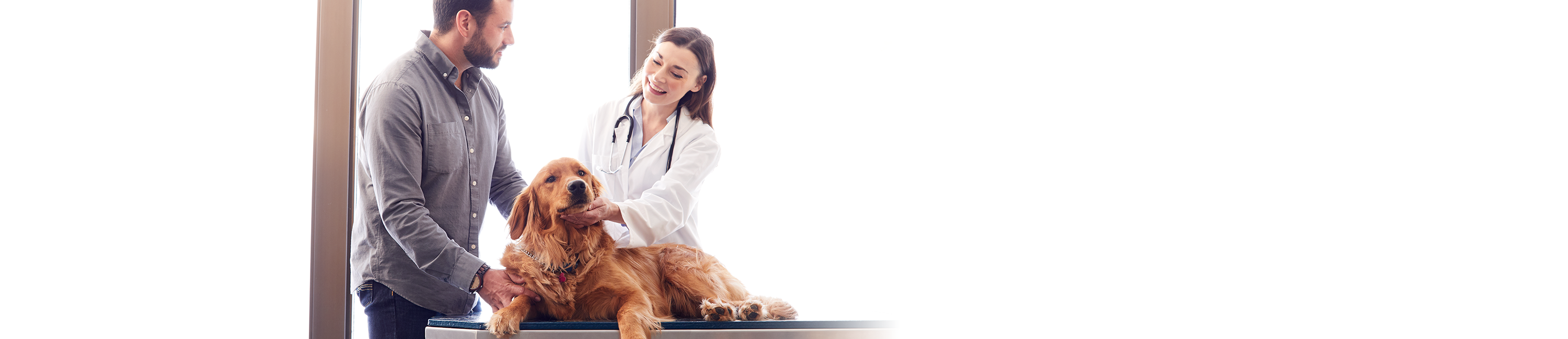 Vet with golden retriever and owner