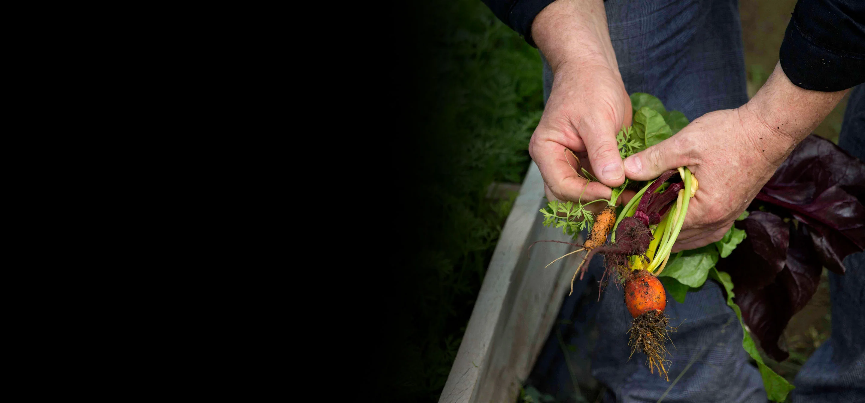 farmer holding fresh picked vegetables
